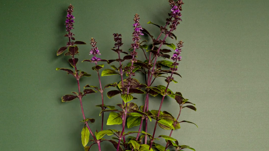 Kitchen Joy - Herb pot